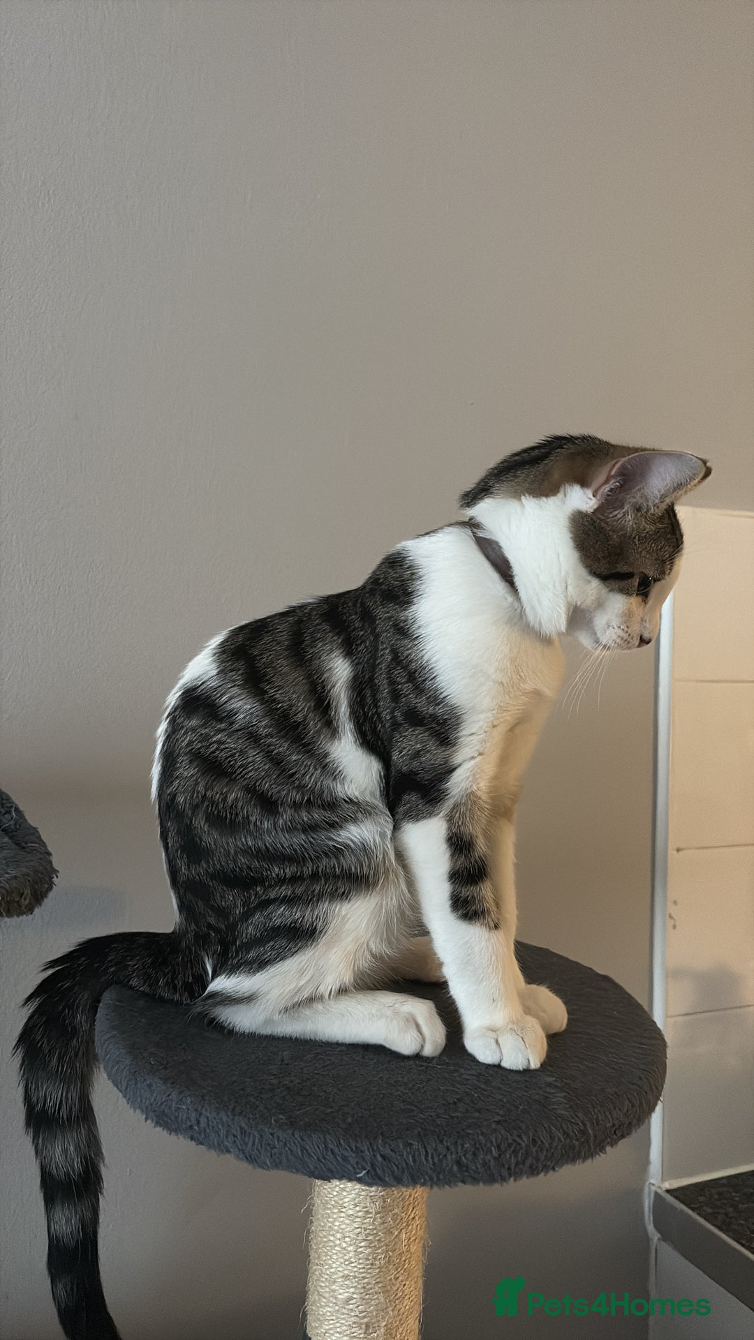 Domestic Shorthair cats for sale: kittens for sale❤️ - Image 19