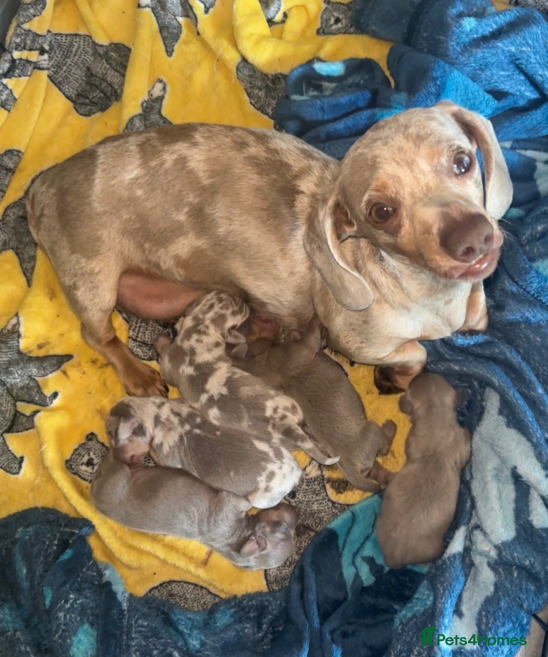 Miniature Dachshund dogs for sale: Beautiful mini dashys 💜 - Image 2