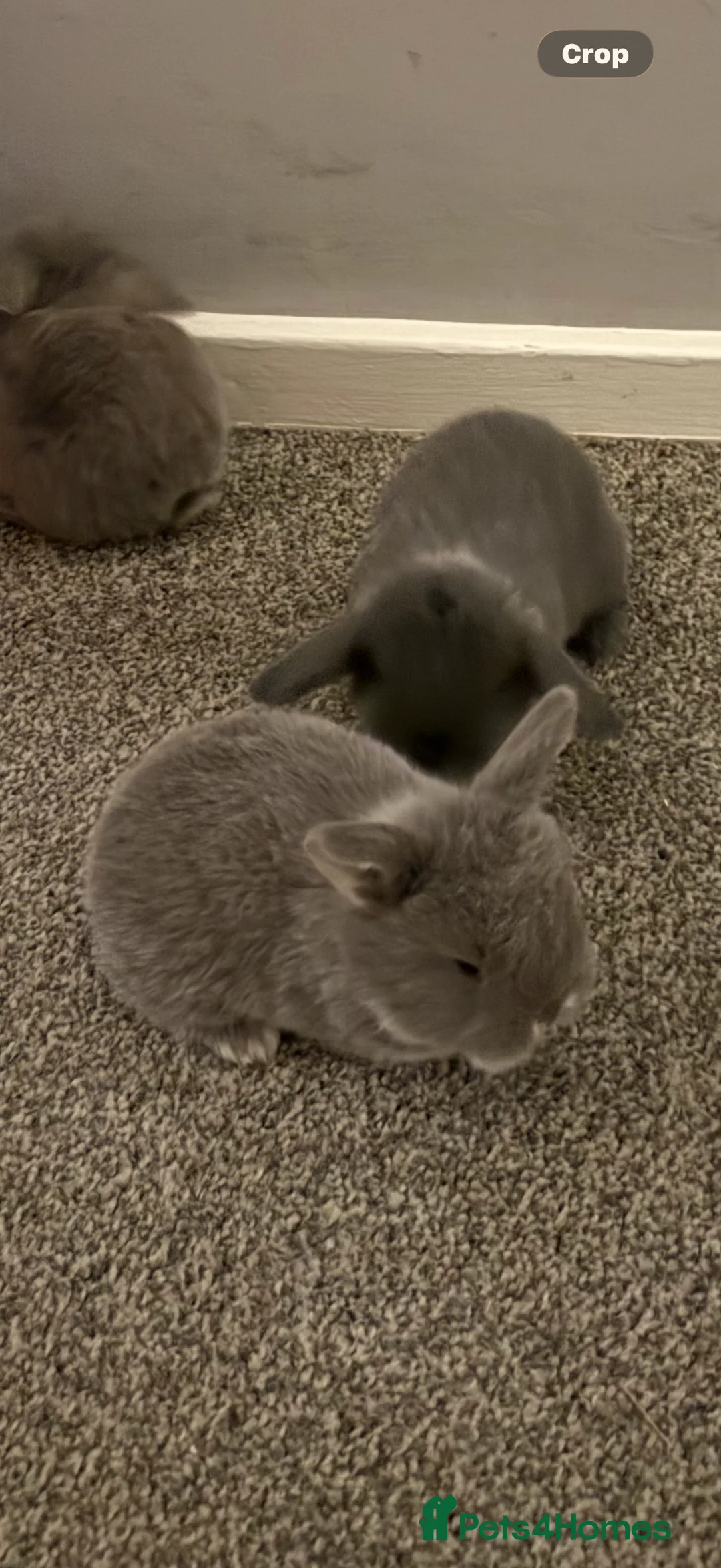 French Lop rabbits for sale: Male and female - Advert 4