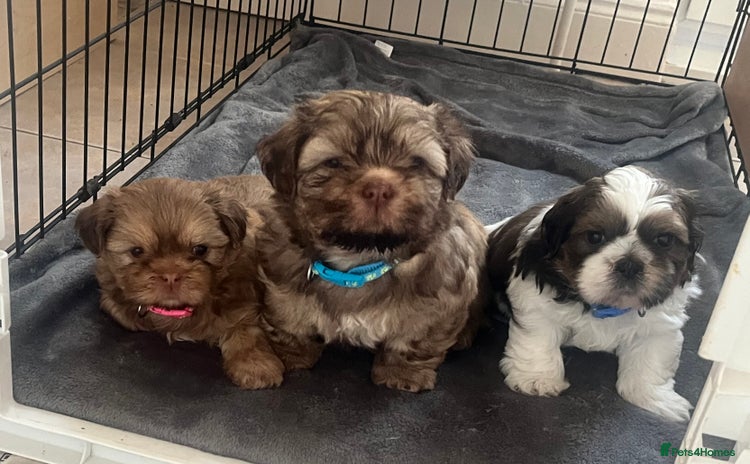 Shih Tzu dogs - Advert 2