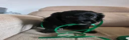 Mixed Breed dogs for sale: Australian Labradoodle Puppies - Advert 19
