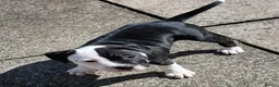 Staffordshire Bull Terrier dogs for sale: Luna  - Advert 6