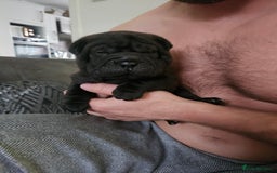 Shar Pei dogs for sale: Shar pei puppies  - Image 7