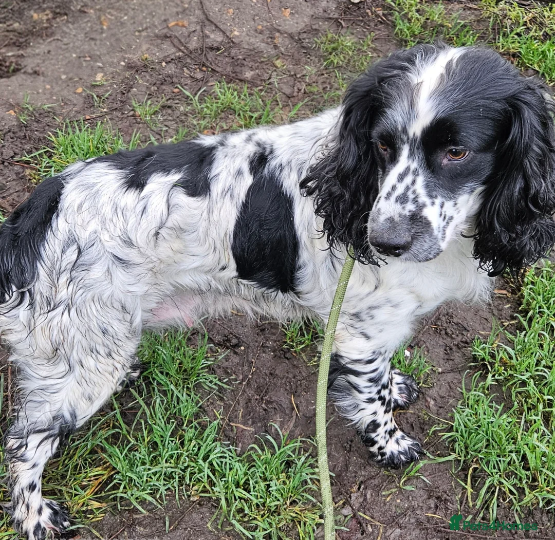 Sprocker dogs for sale: Sprocker female seeking new home  - Advert 3