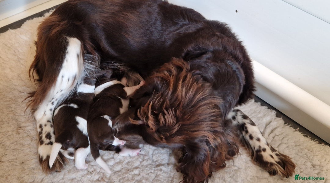 English Springer Spaniel dogs for sale: 2 Beautiful,chunky Springer boys - Advert 2