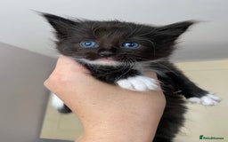 Maine Coon cats for sale: Beautiful Maine coon kittens for sale - Image 13
