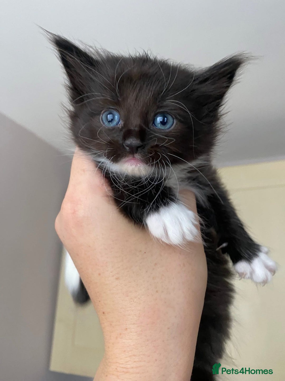 Maine Coon cats for sale: Beautiful Maine coon kittens for sale - Image 13