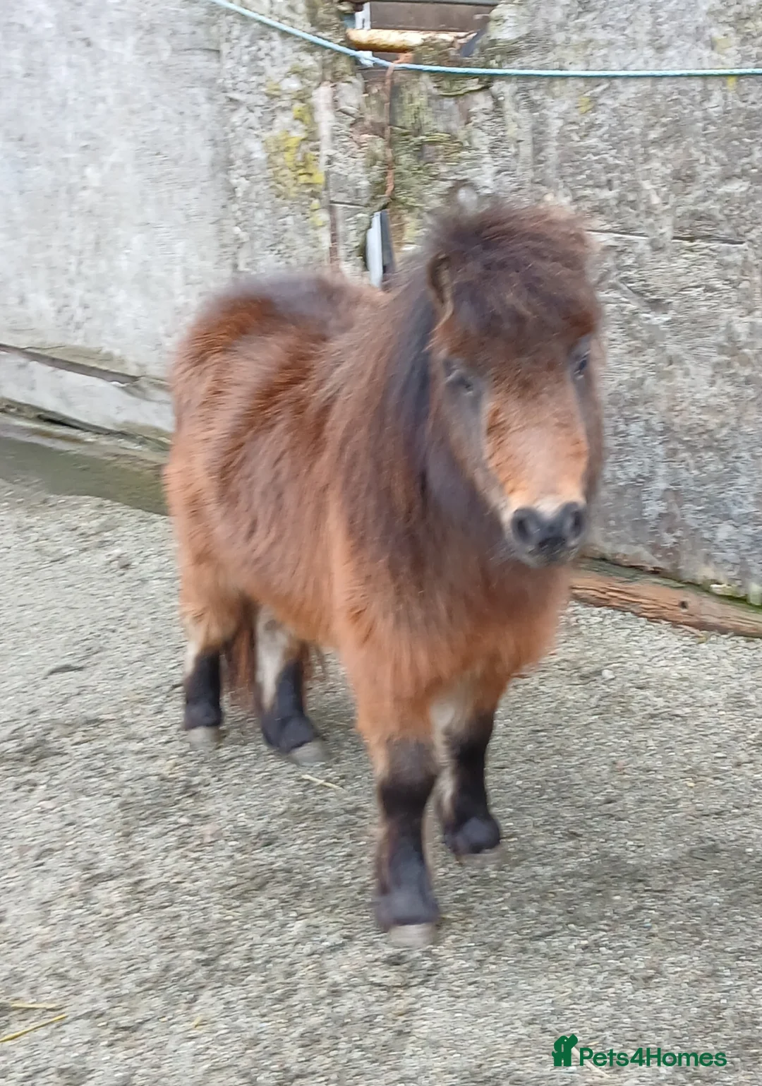 Shetland pony horses for sale: Registered miniature Shetland filly  - Advert 4