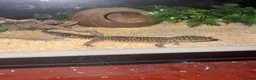 Gecko reptiles for sale: Male gecko  in Sheffield - Advert 1