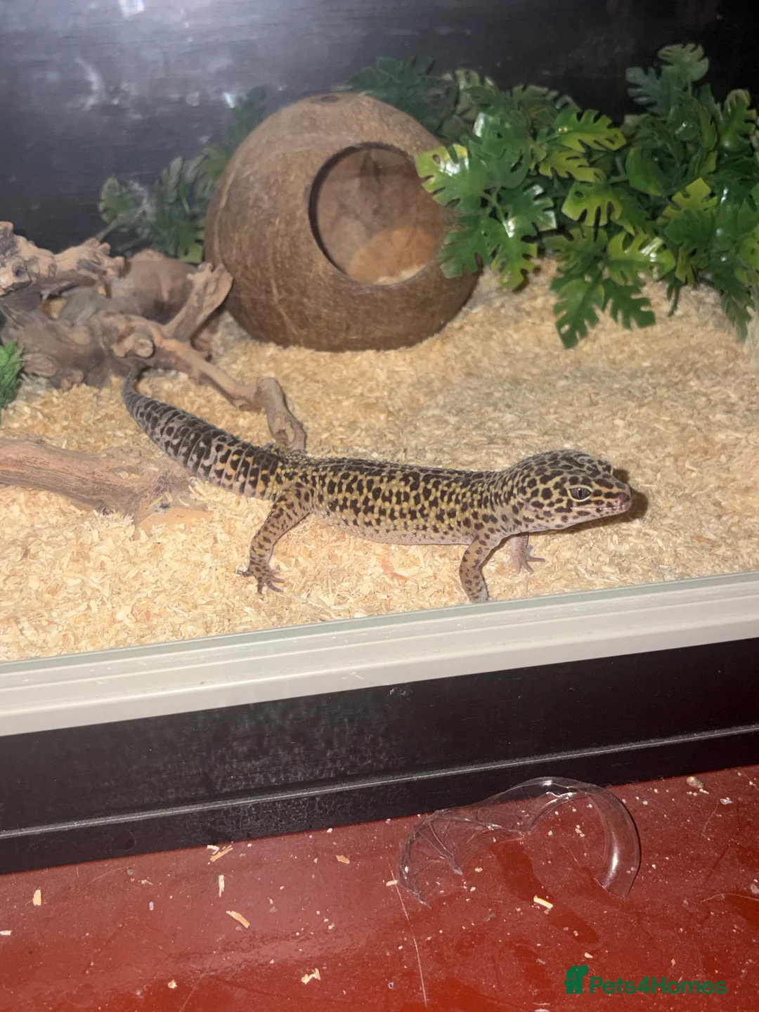 Gecko reptiles for sale: Male gecko  in Sheffield - Advert 1