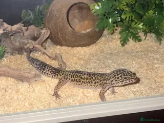 Gecko reptiles Male gecko in Sheffield - Advert 1