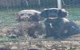Cockapoo dogs for sale: 2 left! Will you be my forever home? F2 cockapoos  - Image 12