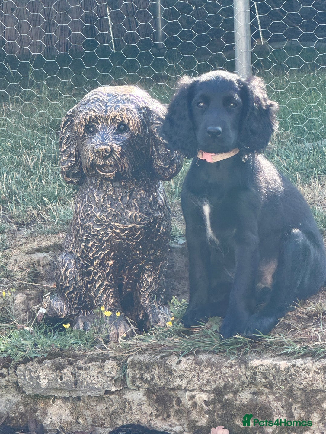 Cockapoo dogs for sale: 2 left! Will you be my forever home? F2 cockapoos  - Image 12