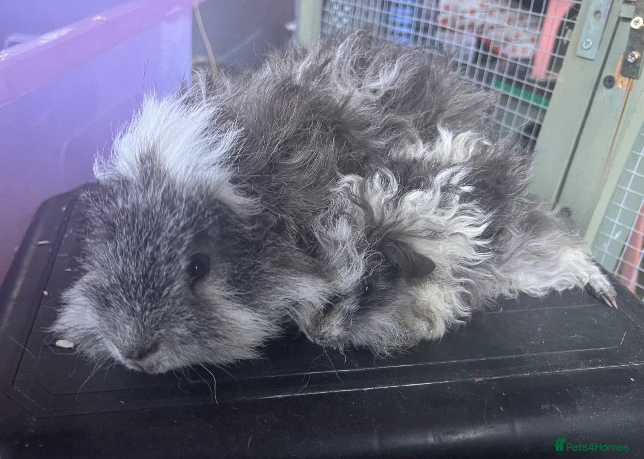Guinea Pig rodents Lunkarya bonded Guinea pig boar pair  - Advert 2