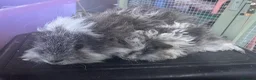 Guinea Pig rodents for sale: Lunkarya bonded Guinea pig boar pair  - Advert 2