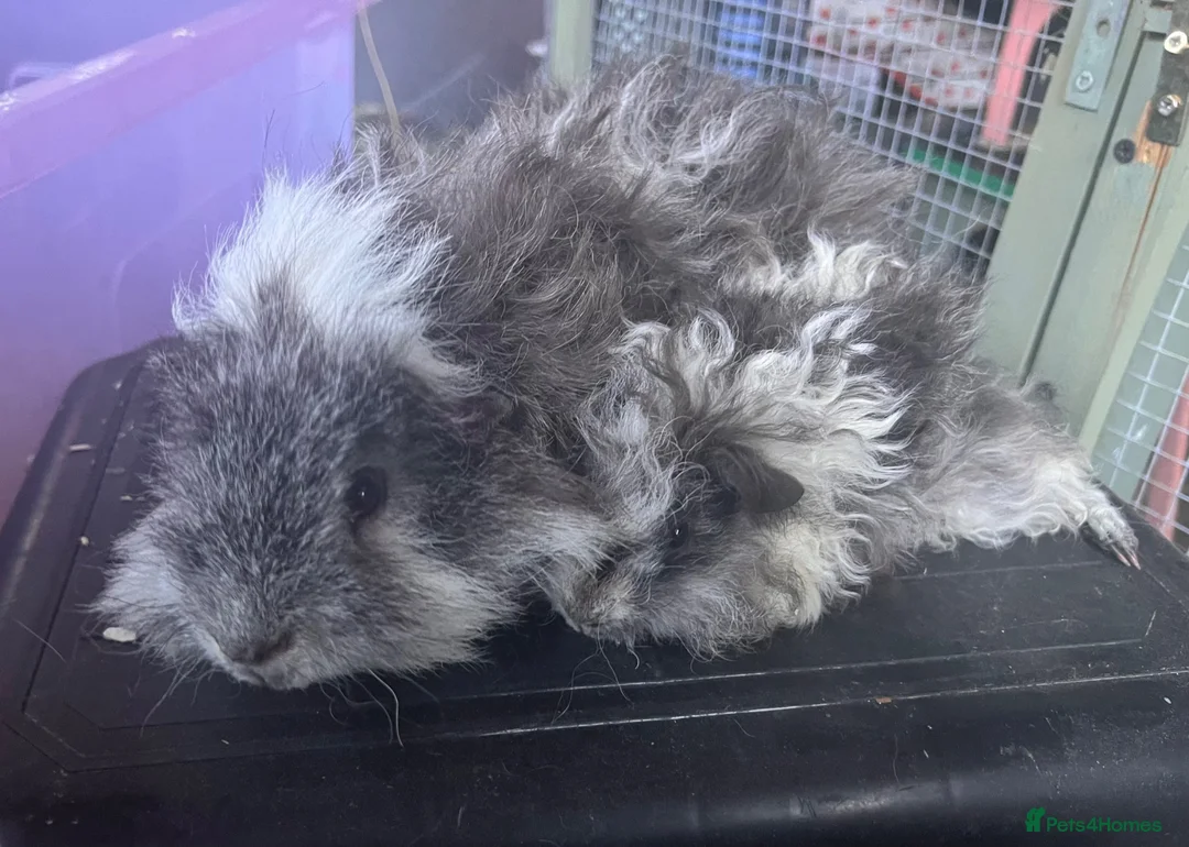 Guinea Pig rodents for sale: Lunkarya bonded Guinea pig boar pair  - Advert 2