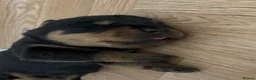 Rottweiler dogs for sale: 🤍PRADAS PUPPYS 🤍 in Wick - Advert 9