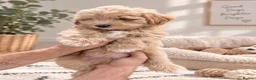 Shihpoo dogs for sale: REDUSEC Two left- SHIHPOO × TOY POODLE PUPPIES - Advert 13