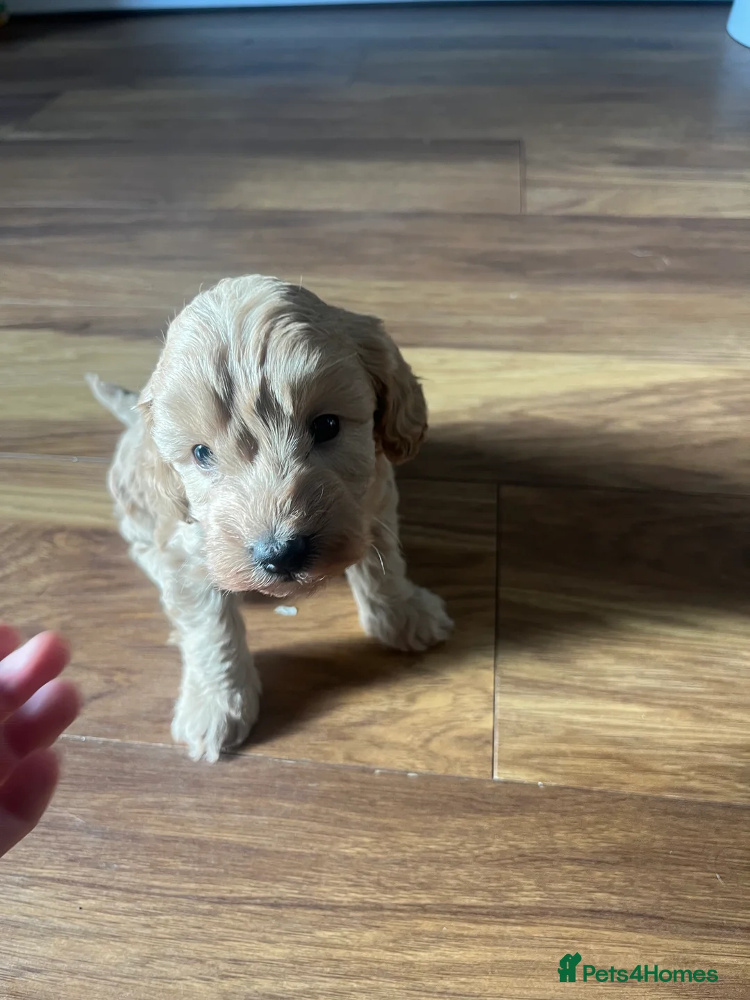 Cockapoo dogs for sale: F1B cockapoos looking for loving homes  - Advert 5