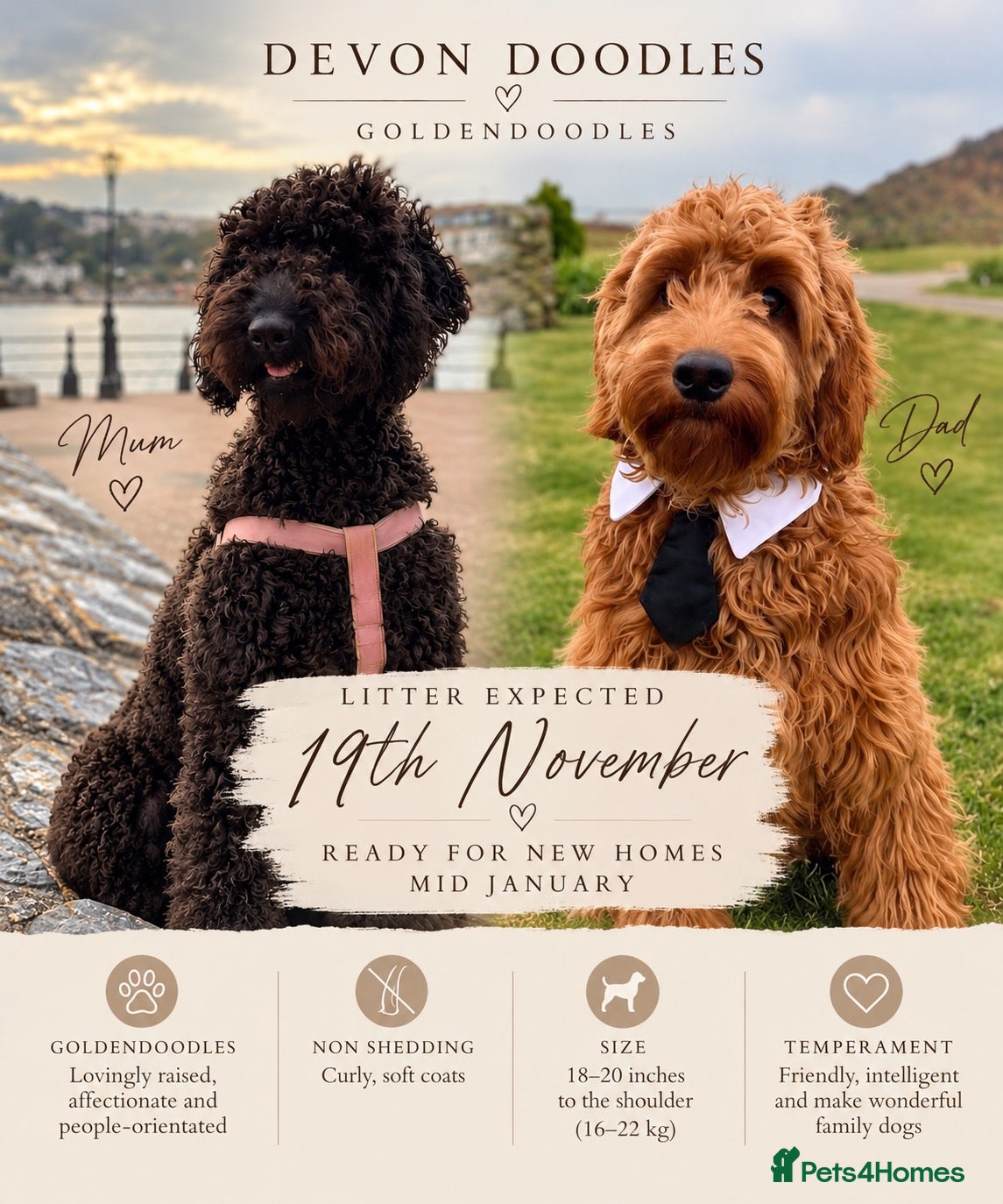 Australian Labradoodle dogs Exceptional Australian Labradoodles - Advert 1