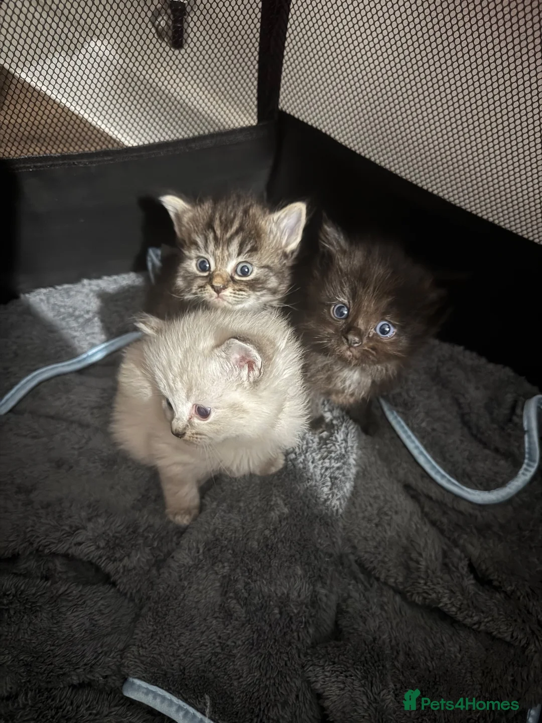 Mixed Breed cats for sale: Ragdoll x Persian  - Advert 2