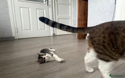 Mixed Breed cats for sale: Three beautiful kittens  - Image 18