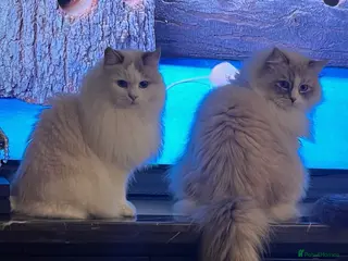 Siberian cats GCCF Neva Masquerade - Advert 3