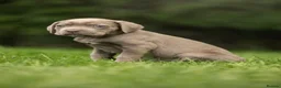 Cane Corso dogs for sale: 5 Towns Italian cane corso spring litter  - Advert 13