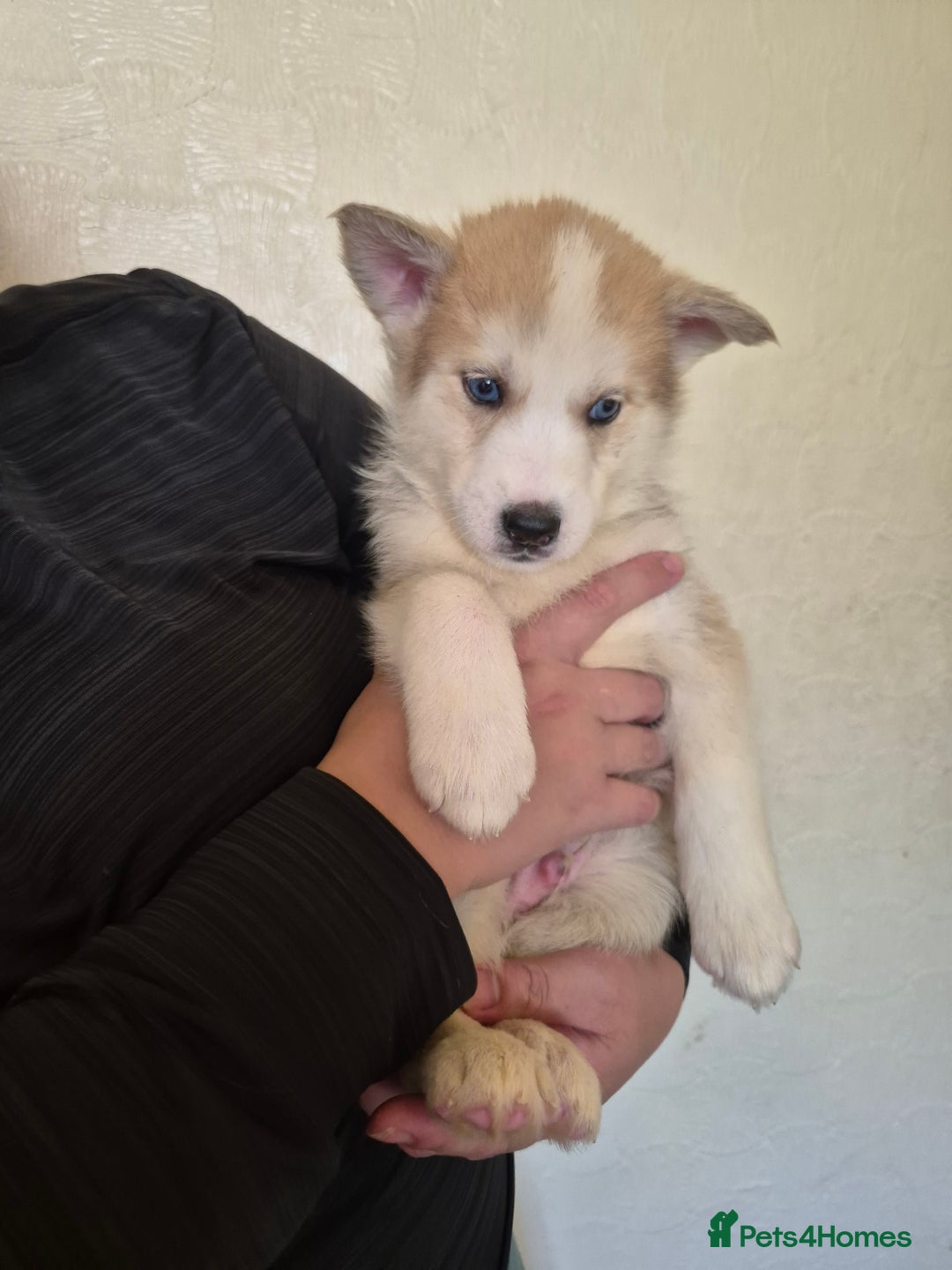 Siberian Husky dogs for sale: Beautiful Husky Looking for Their Forever Homes - Advert 31