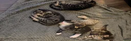 Mixed Breed cats for sale: 5 Beautiful Kittens Available Now !!  in London - Advert 13