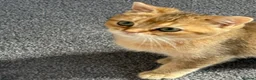 British Shorthair cats for sale: Pedigree GCCF Golden BSH Ready Now ! - Advert 8