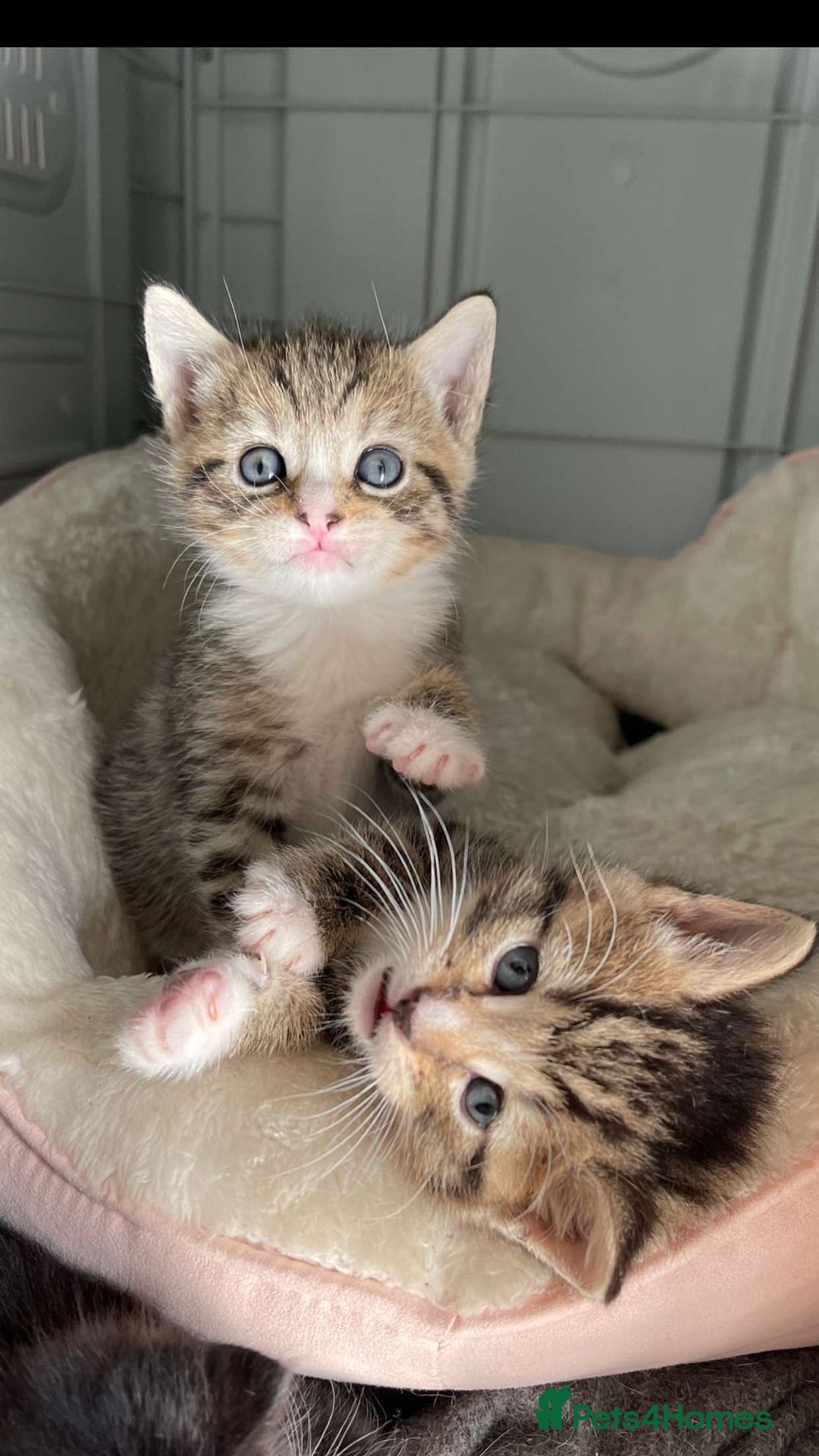 Mixed Breed cats for sale: ADOPT NOW! SWEET BLACK TUXEDO MALE TABBY LEFT - Image 11