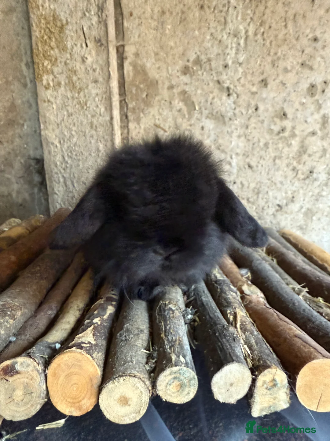 Mini Lop rabbits for sale: Exceptional BRC mini lops  - Advert 3