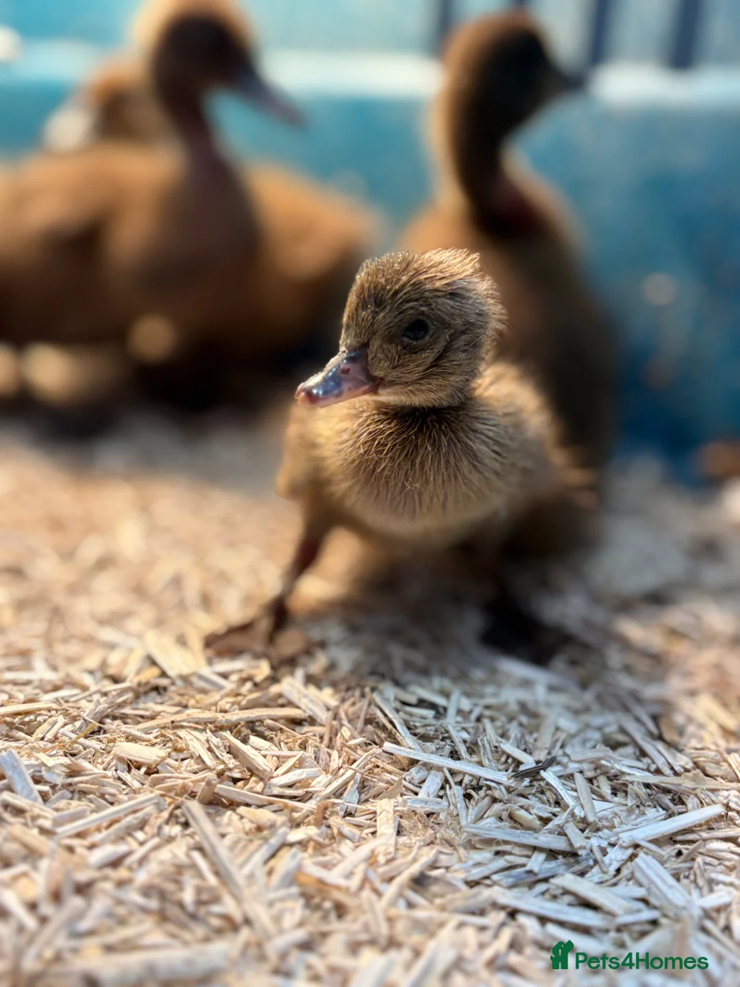 Ducks poultry for sale: Indian Runner Ducklings  in Darwen - Advert 2