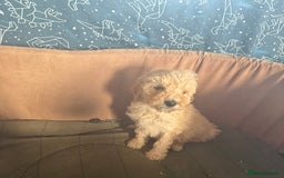Mixed Breed dogs for sale: minature goldendoodles  - Image 6
