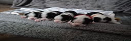 Boston Terrier dogs for sale: Gorgeous chunky Boston terrier pups - Advert 2