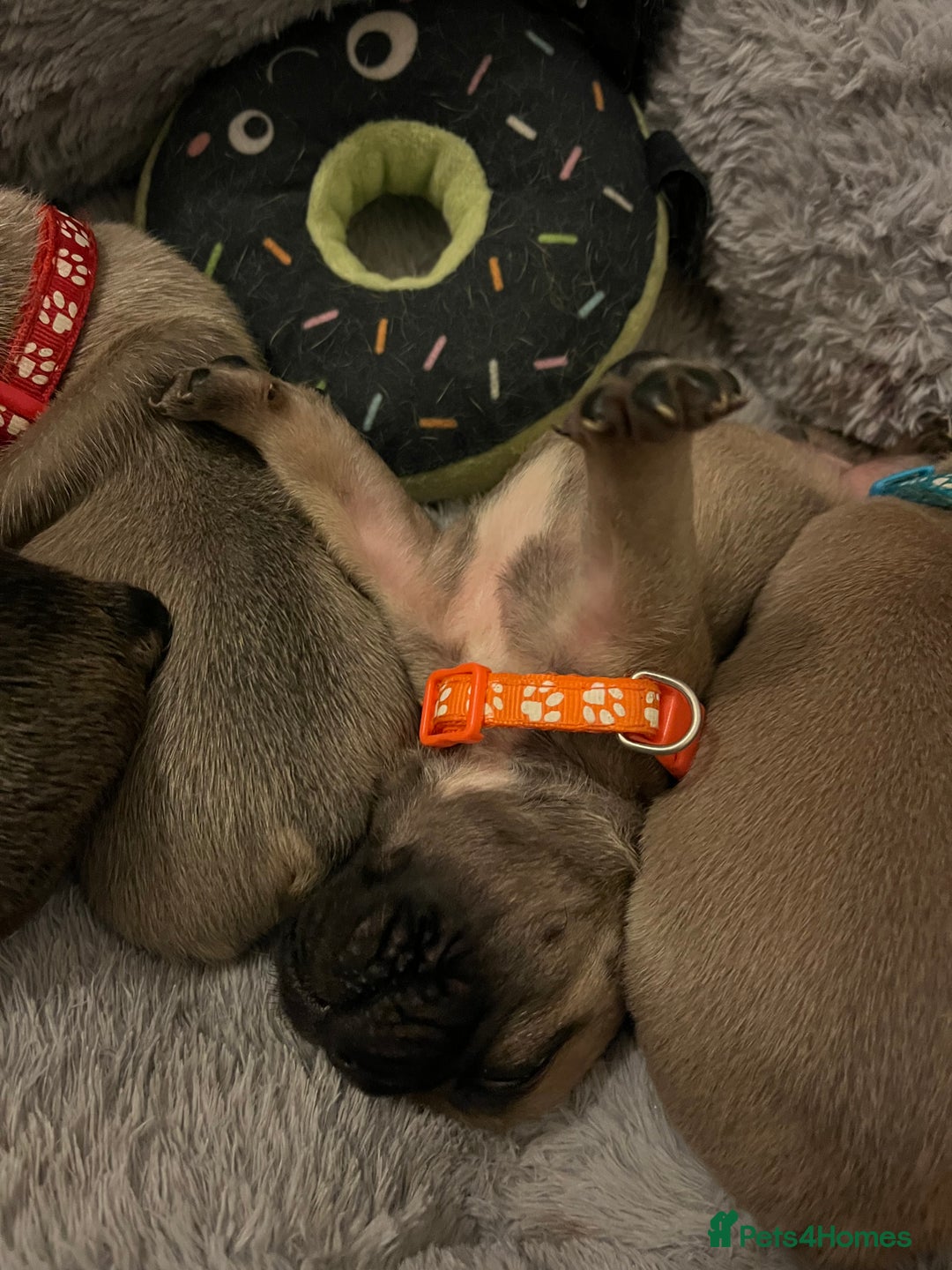 French Bulldog dogs for sale: French bulldog puppies - Advert 4