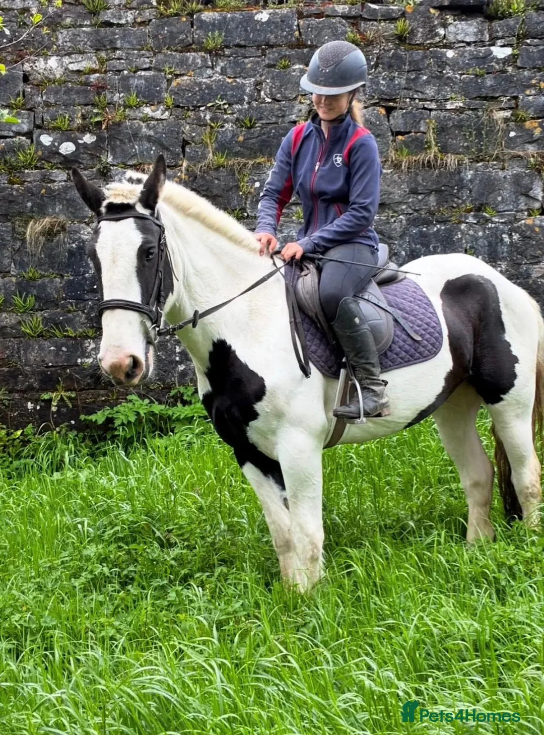Irish Cob horses for sale: Beautiful cob pony for sale  in Swansea - Advert 4