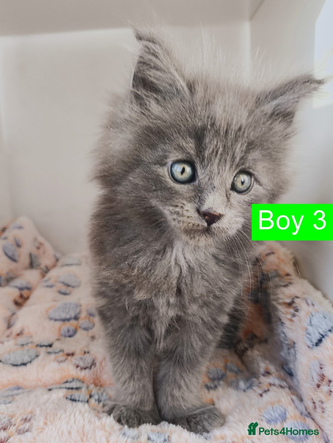 Maine Coon cats for sale: Blue Maine coon kittens + DNA health tested  - Advert 12