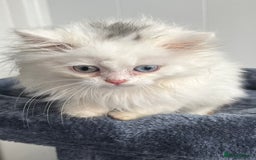 Turkish Angora cats for sale: Stunning Turkish Angora x Persian kittens  - Image 9