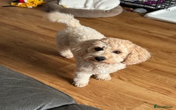 Poochon dogs for sale: Male poochon F1b - Image 13