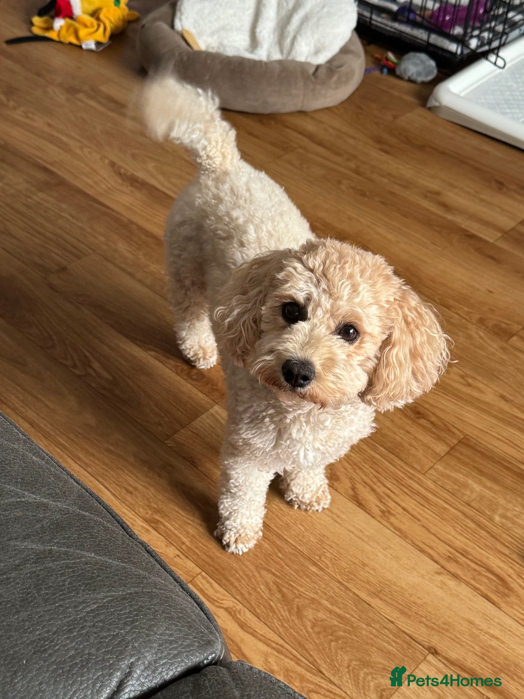 Poochon dogs for sale: Male poochon F1b - Image 13