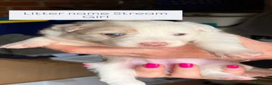 Border Collie 4