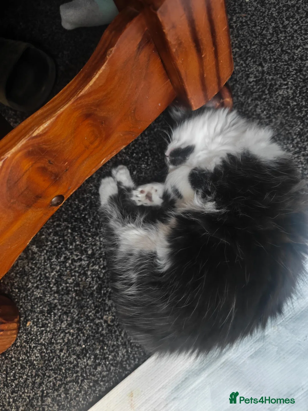 Mixed Breed cats for sale: Kitten  in Worksop - Advert 2