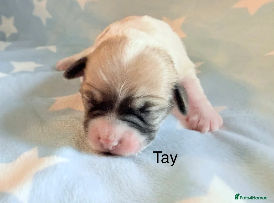 Coton De Tulear dogs for sale: KC reg Coton de Tulear parents DNA health tested  - Advert 18