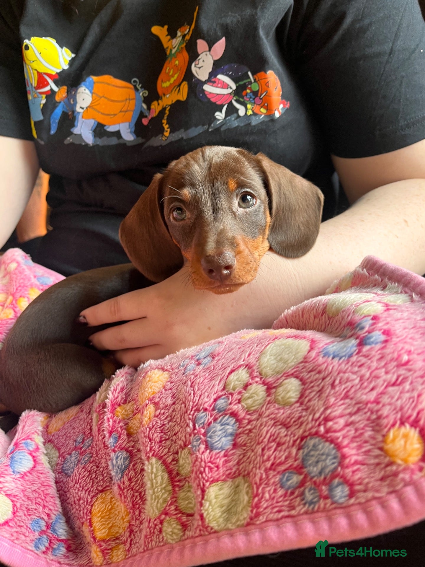 Miniature Dachshund dogs  🍫 Beautiful Chocolate & Tan Mini Dachshunds  - Advert 2