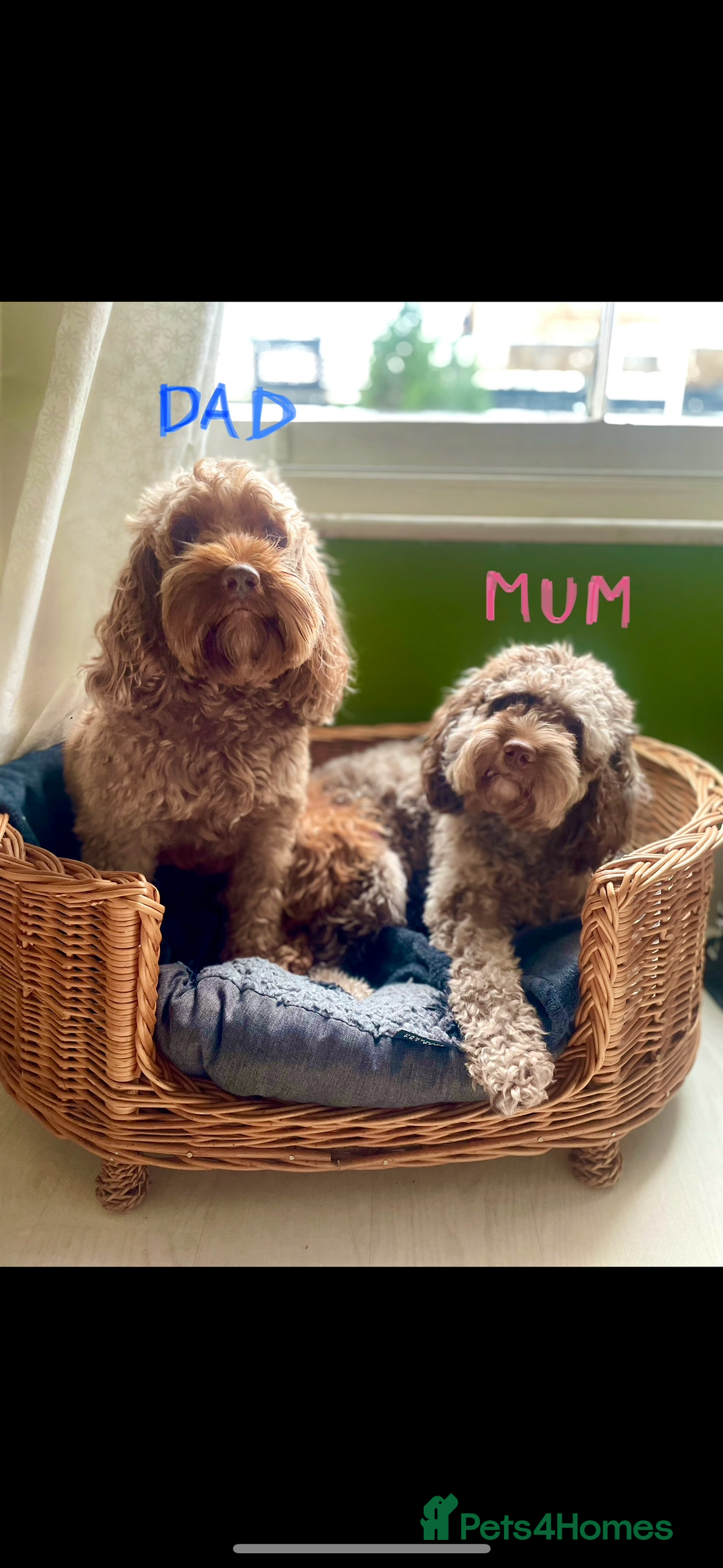 Cockapoo dogs for sale: Merle/ Red and Chocolate brown cockapoo puppies - Advert 19