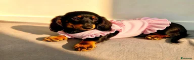 Miniature Dachshund 3