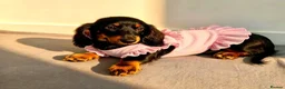 Miniature Dachshund dogs for sale: Long haired Dachshund puppies ready! - Advert 4