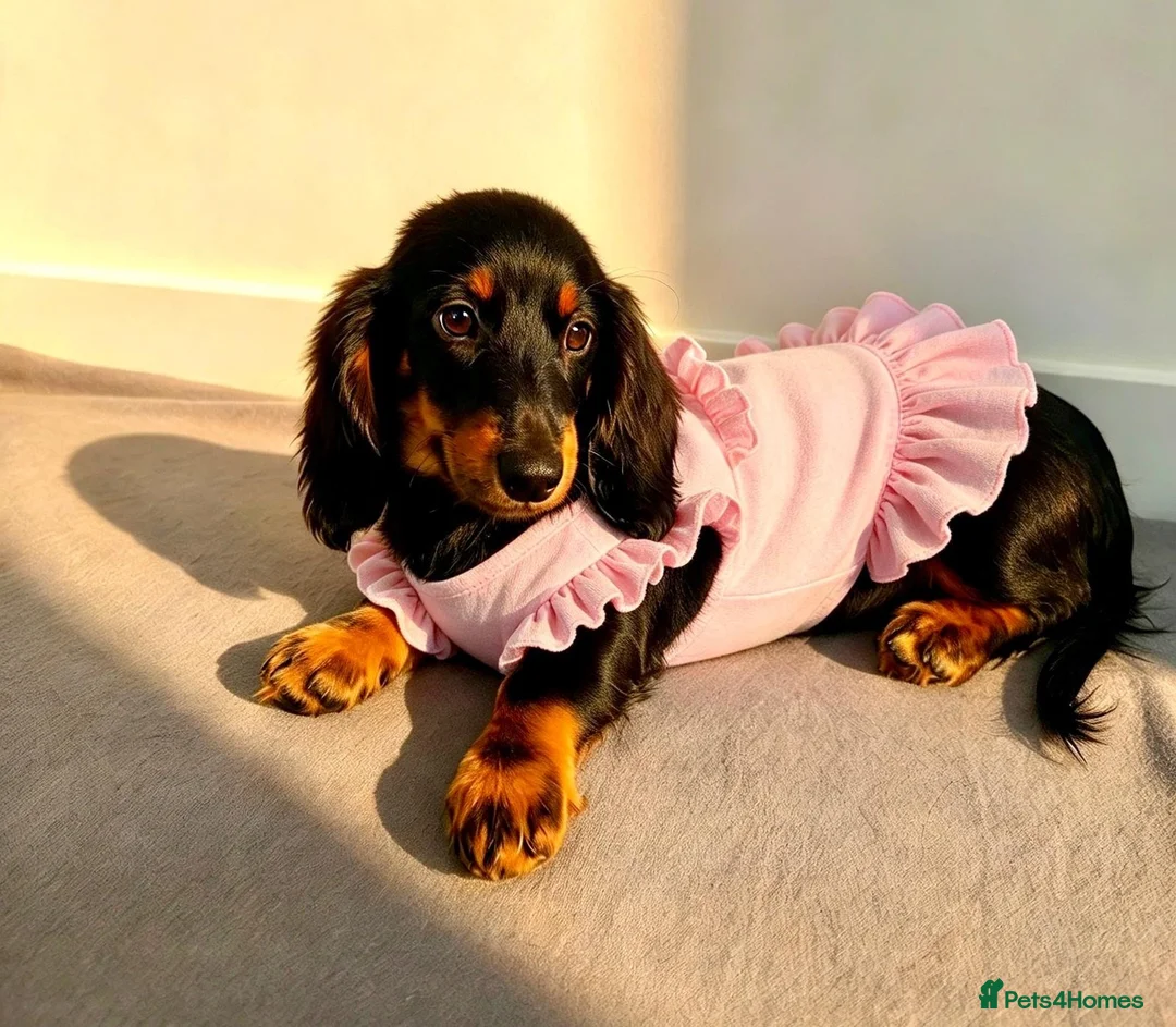 Miniature Dachshund dogs for sale: Long haired Dachshund puppies ready! - Advert 4